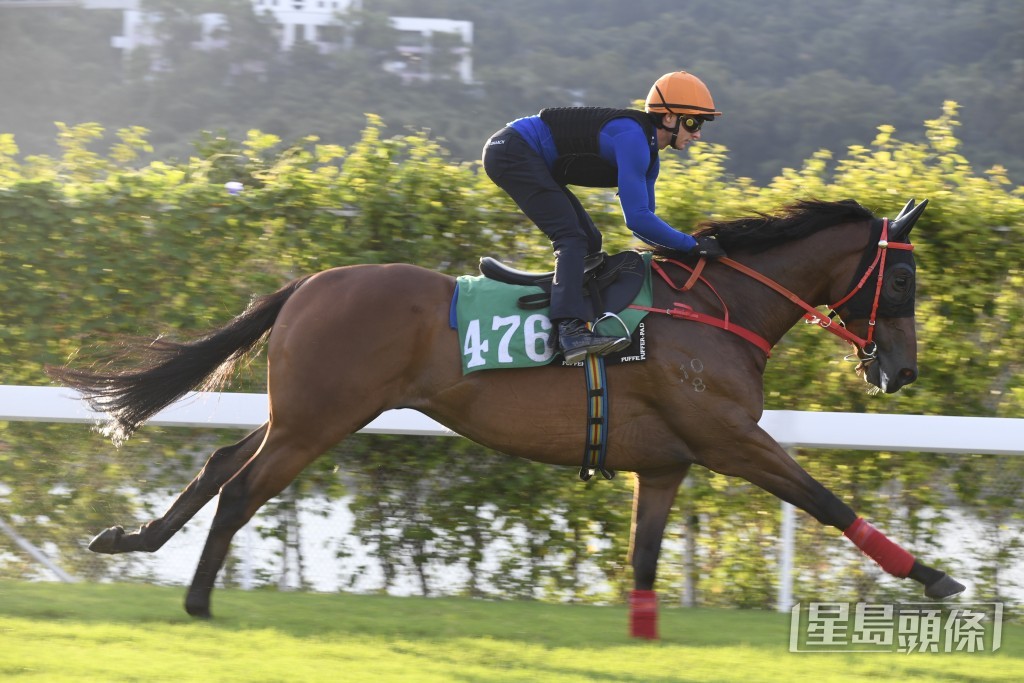 「浪漫老撾」身壯飽滿毛色好靚，贏開之馬充滿氣勢。