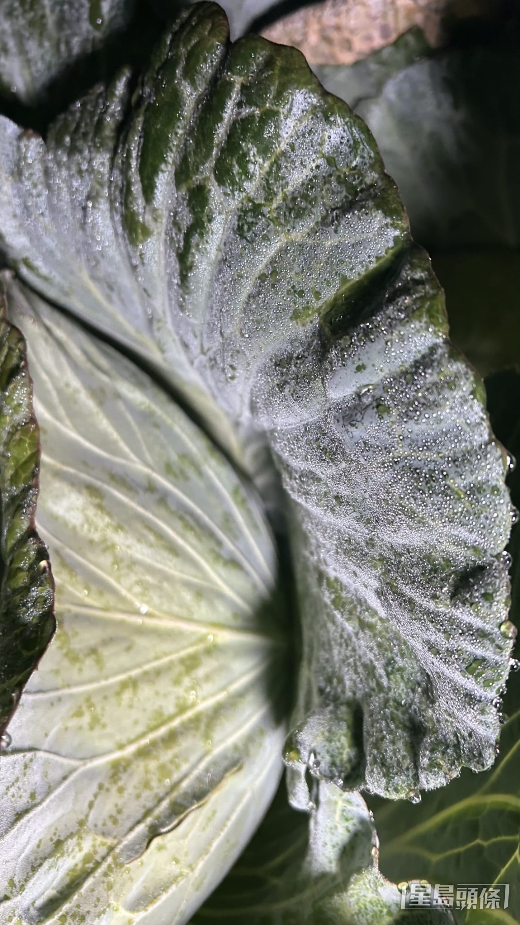 田間的蔬菜,尤其是菜葉邊緣被透明冰晶緊緊包裹,閃閃發光。蔡楚輝攝 田間的蔬菜,尤其是菜葉邊緣被透明冰晶緊緊包裹,閃閃發光。蔡楚輝攝
