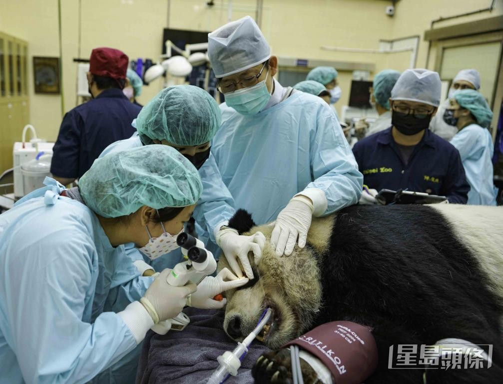 有業內人士指，本港的獸醫工作選擇不多，圖為外國動物園的獸醫為大熊貓檢查。