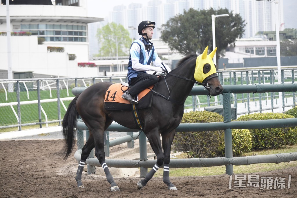 「冷娃」雙耳烔烔目光銳利，愈贏愈醒好吸引。