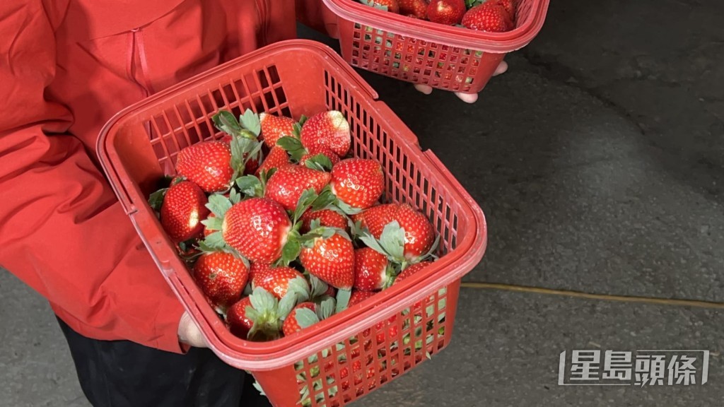 在附近經營士多啤梨園逾十年的林先生指出,雖然清晨收割時感到刺骨寒冷,但士多啤梨在攝氏0度至15度之間生長最為理想,顏色與味道會更佳,故未有被凍壞。蔡楚輝攝 在附近經營士多啤梨園逾十年的林先生指出,雖然清晨收割時感到刺骨寒冷,但士多啤梨在攝氏0度至15度之間生長最為理想,顏色與味道會更佳,故未有被凍壞。蔡楚輝攝