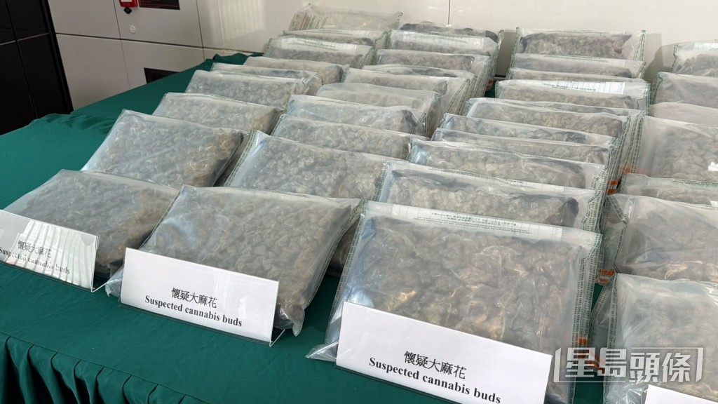 行動中共檢獲約240公斤大麻花。 行動中共檢獲約240公斤大麻花。