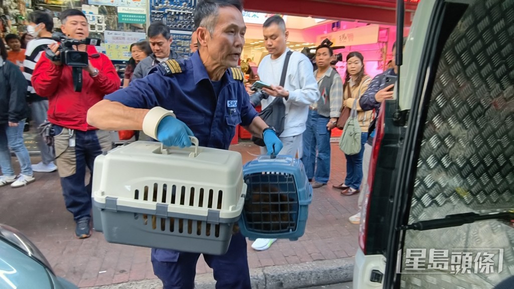 愛協檢獲多達11隻貓。 愛協檢獲多達11隻貓。