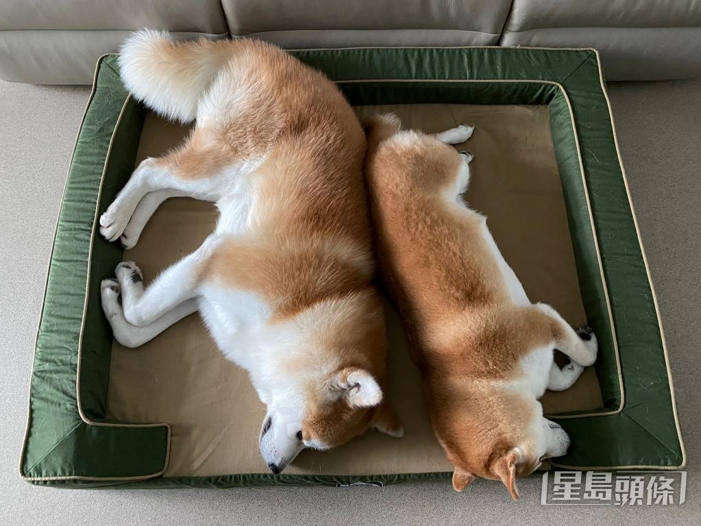 在蔡易儕的幫助下,原本打架的秋田犬與柴犬,現在能一起睡覺。 受訪者提供 在蔡易儕的幫助下,原本打架的秋田犬與柴犬,現在能一起睡覺。 受訪者提供