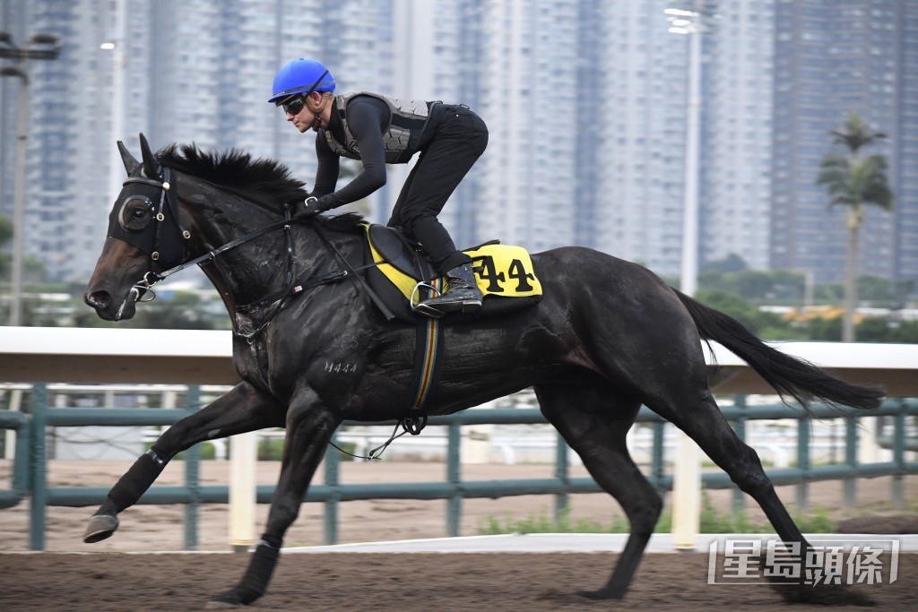 「妙算高歌」神態對辦情緒穩定，操練足夠，狀態大勇。