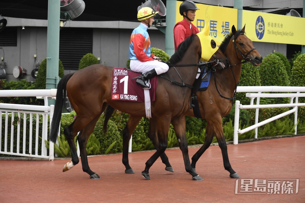 「嘉應高昇」已被安排到從化馬場休息。