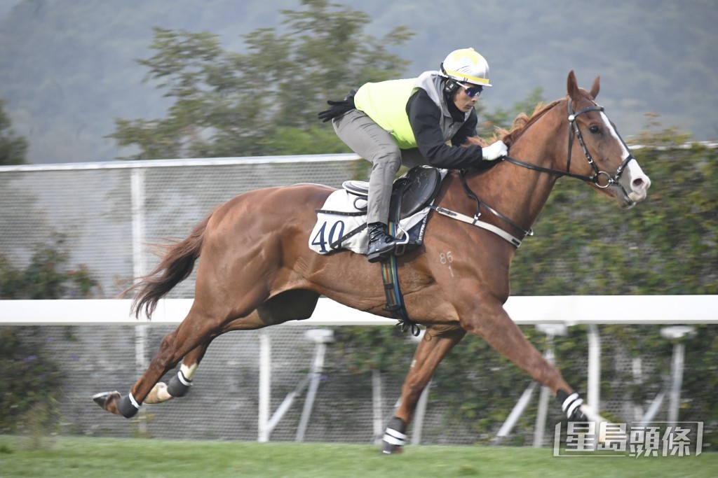 「贤者威枫」神态活跃朝气勃勃，上佳水准。