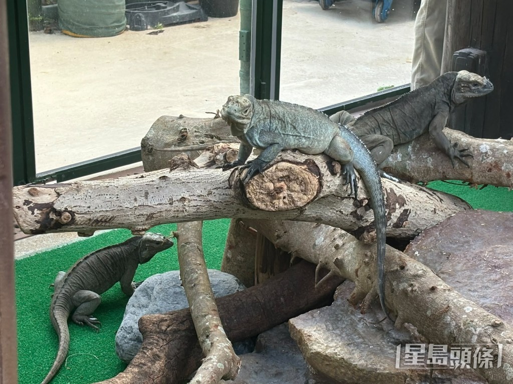 展區有各種各樣的爬行動物。