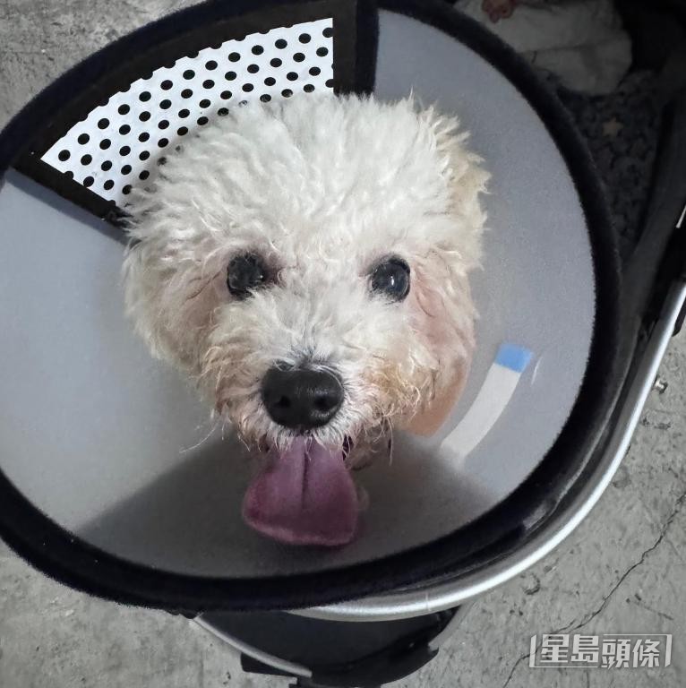 香港拯救貓狗協會獲善心人捐款，順利為比熊犬安排乳腺腫瘤切除手術。 受訪者提供