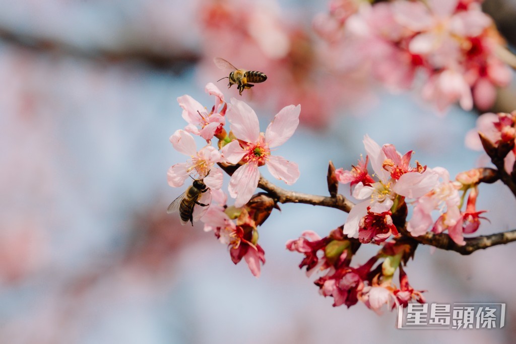 今次整個櫻花開花期約有1個月的時間。汪旭峰攝 今次整個櫻花開花期約有1個月的時間。汪旭峰攝