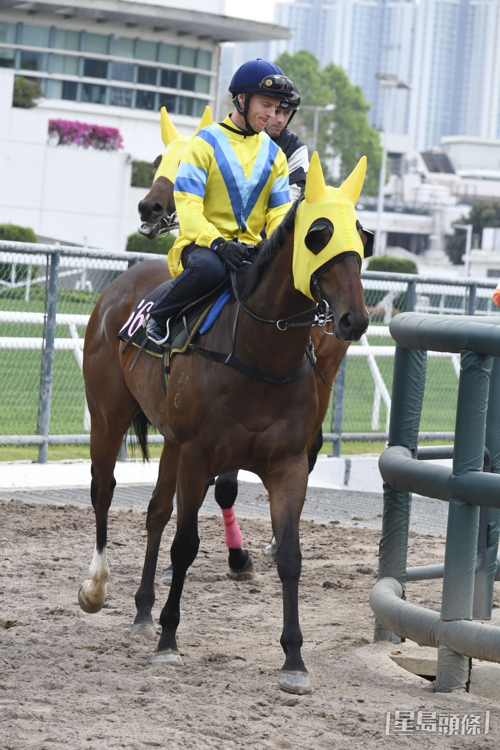 「晨曦儷人」是季內贏谷草千二距離最多之馬，改爭一千必合無疑。
