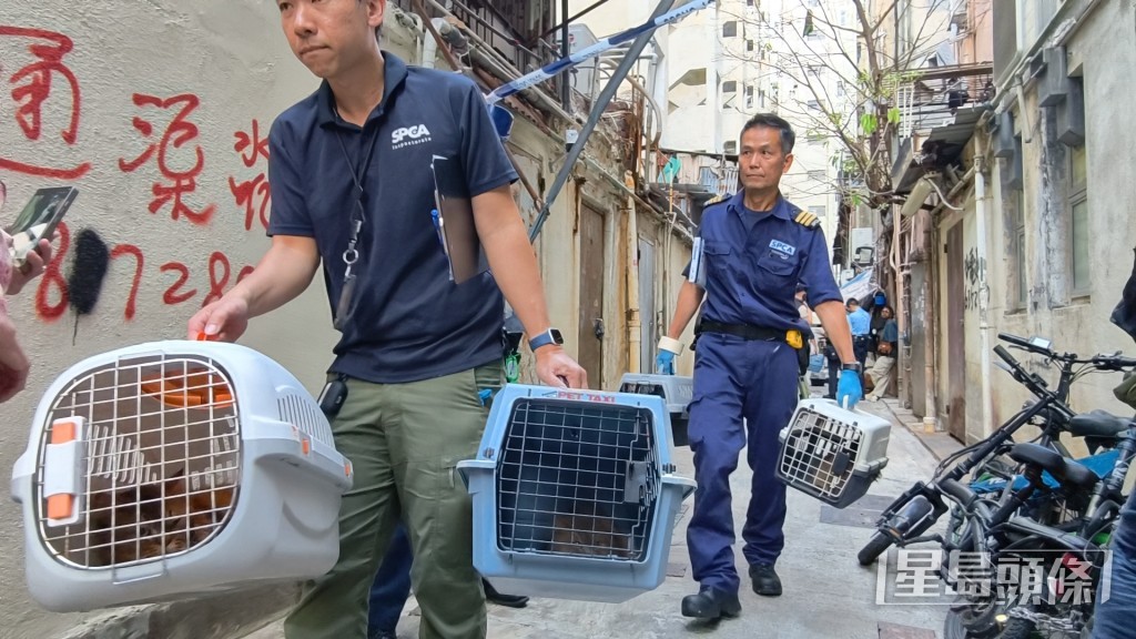 愛協帶走貓隻治理。 愛協帶走貓隻治理。