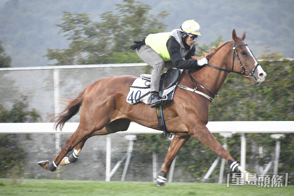 贤者威枫」走势硬朗步挺开扬，近况弗到痹。