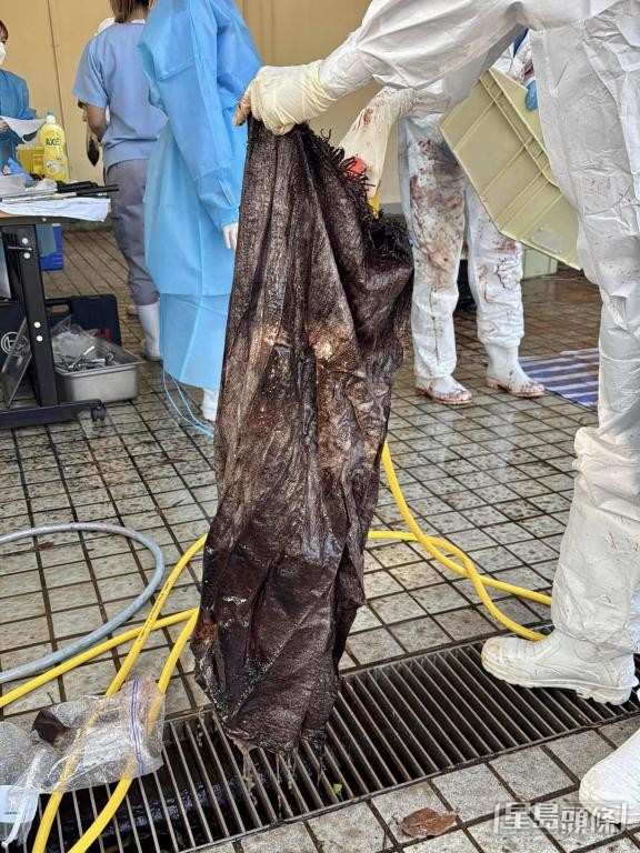 漁護署初步解剖，發現喙鯨消化系統內有大型帆布袋，疑因此導致無法進食。