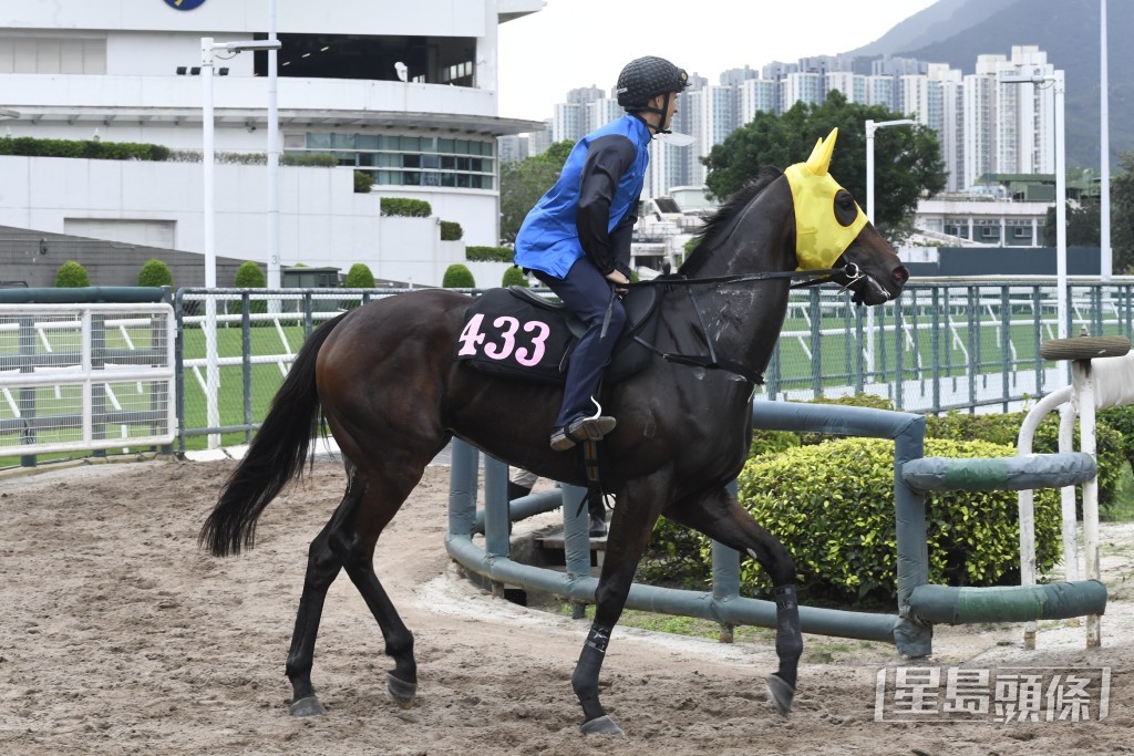 周日沙田賽事，廖康銘練馬師團體馬「七彩雲珠」將在港初出。