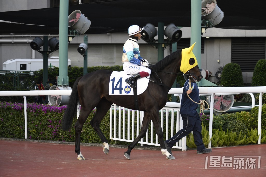 「手到再來」將出爭周日第八場賽事。