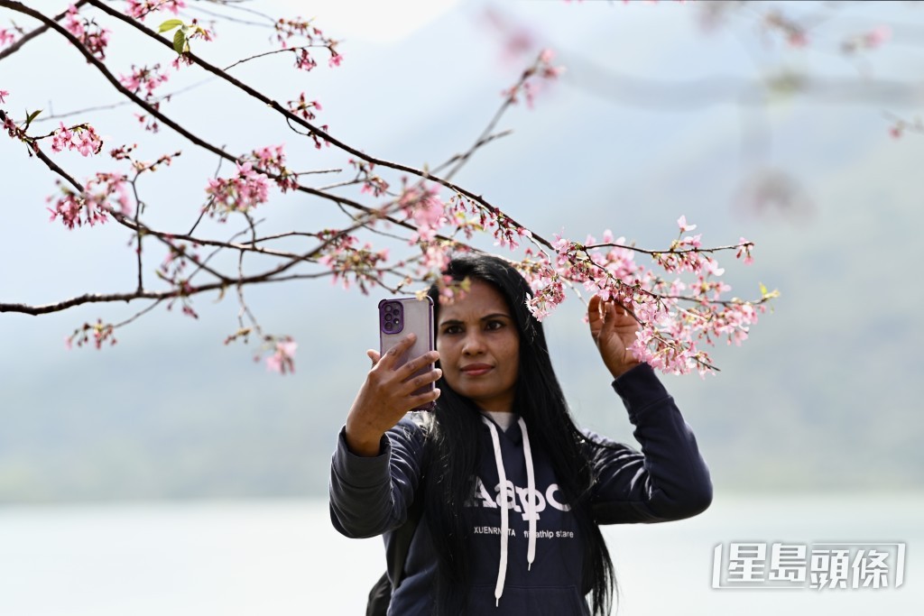 櫻花盛開吸引遊人打卡。 櫻花盛開吸引遊人打卡。