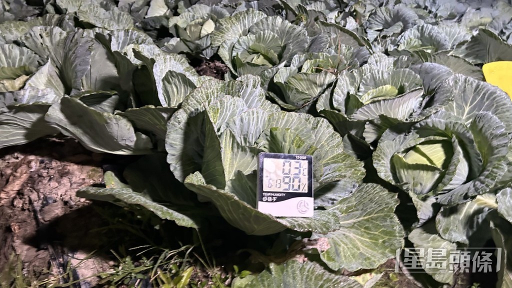 田間的蔬菜,尤其是菜葉邊緣被透明冰晶緊緊包裹,閃閃發光。蔡楚輝攝 田間的蔬菜,尤其是菜葉邊緣被透明冰晶緊緊包裹,閃閃發光。蔡楚輝攝