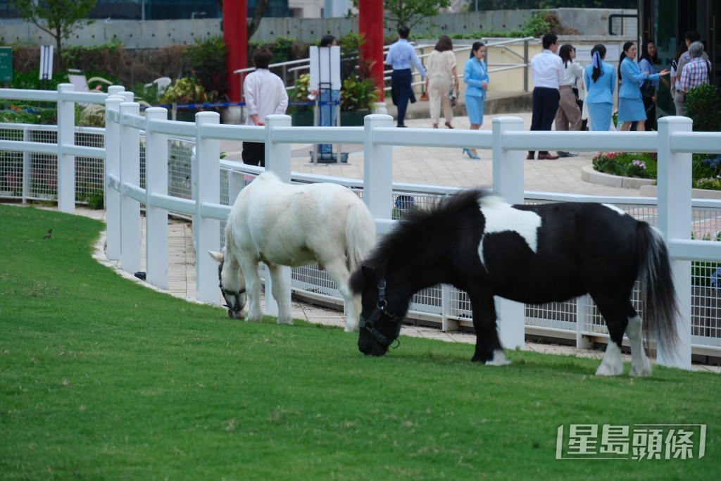 沙田彭福公園社區設施「小馬大本營」。