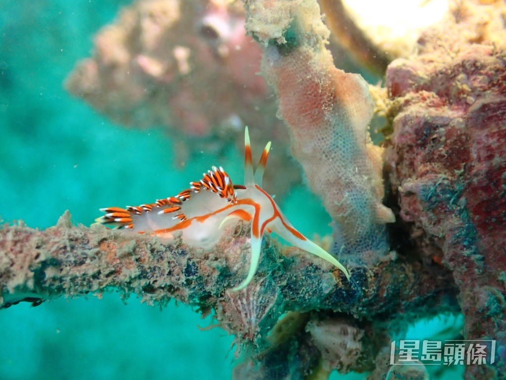 截至本月初，香港紀錄逾350種海蛞蝓。圖為軍事費佳海牛（Phidiana militaris）。 受訪者提供