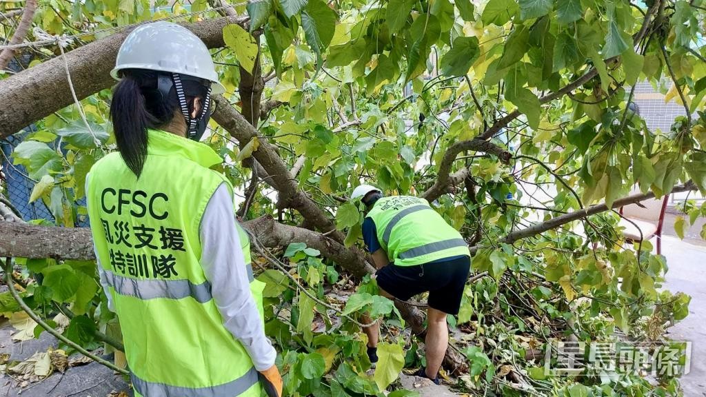 鯉魚門村的風災支援特訓隊，於風災後協助清理塌樹。