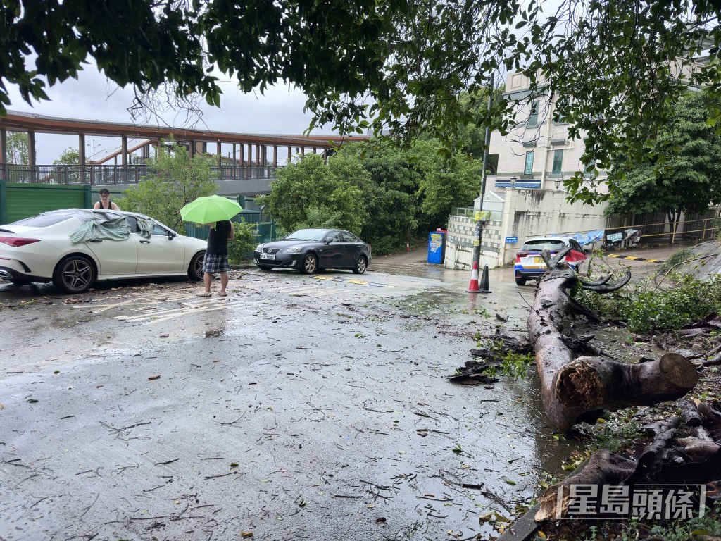 大樹倒下,由消防鋸樹後移往路旁待清理。梁國峰攝 大樹倒下,由消防鋸樹後移往路旁待清理。梁國峰攝