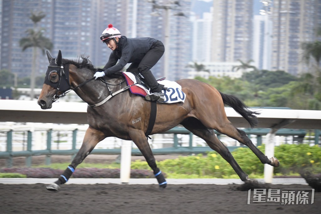「飛輪霸」從容不迫走過，雙目有神朝氣勃勃。