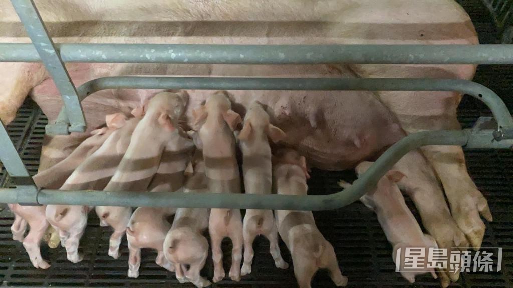 黃碩鋒指,「超級豬婆」能產下高質幼豬,可遇不可求。 受訪者提供 黃碩鋒指,「超級豬婆」能產下高質幼豬,可遇不可求。 受訪者提供