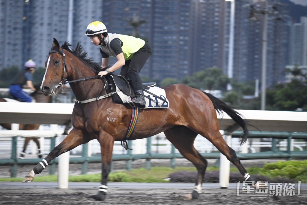 「飛躍成就」步挺貫注力足，馬身扎實毛色靚。