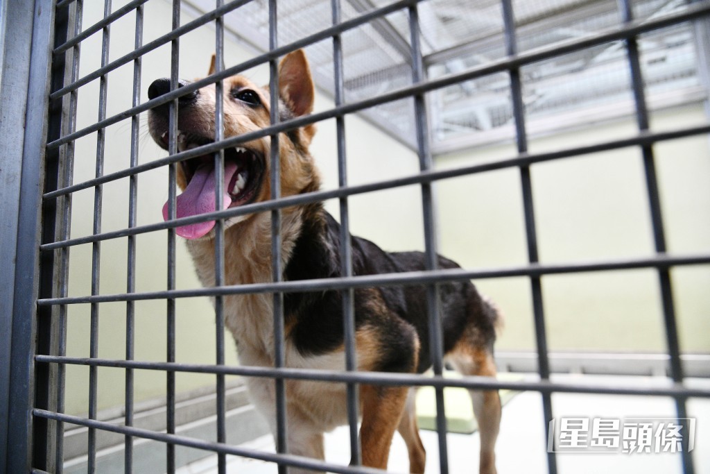 市民領養數字下跌,動物管理中心的狗隻平均逗留日數,亦由2023年的40.7日持續上升至去年53.7日。 市民領養數字下跌,動物管理中心的狗隻平均逗留日數,亦由2023年的40.7日持續上升至去年53.7日。