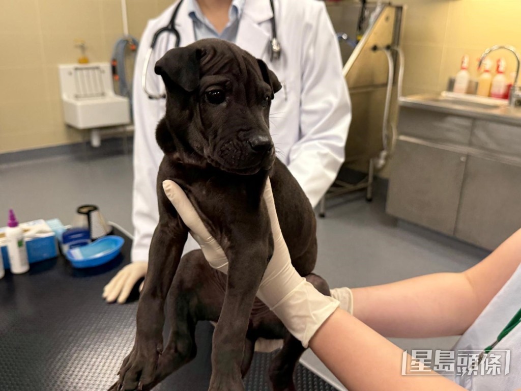 漁護署一直致力鼓勵市民透過伙伴動物福利機構領養被遺棄或被放棄飼養的動物。 漁護署一直致力鼓勵市民透過伙伴動物福利機構領養被遺棄或被放棄飼養的動物。