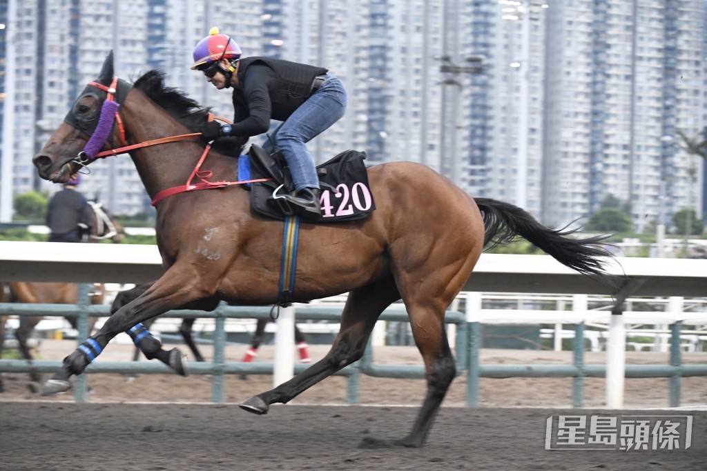 「但求開心」神態活潑，火力充足。