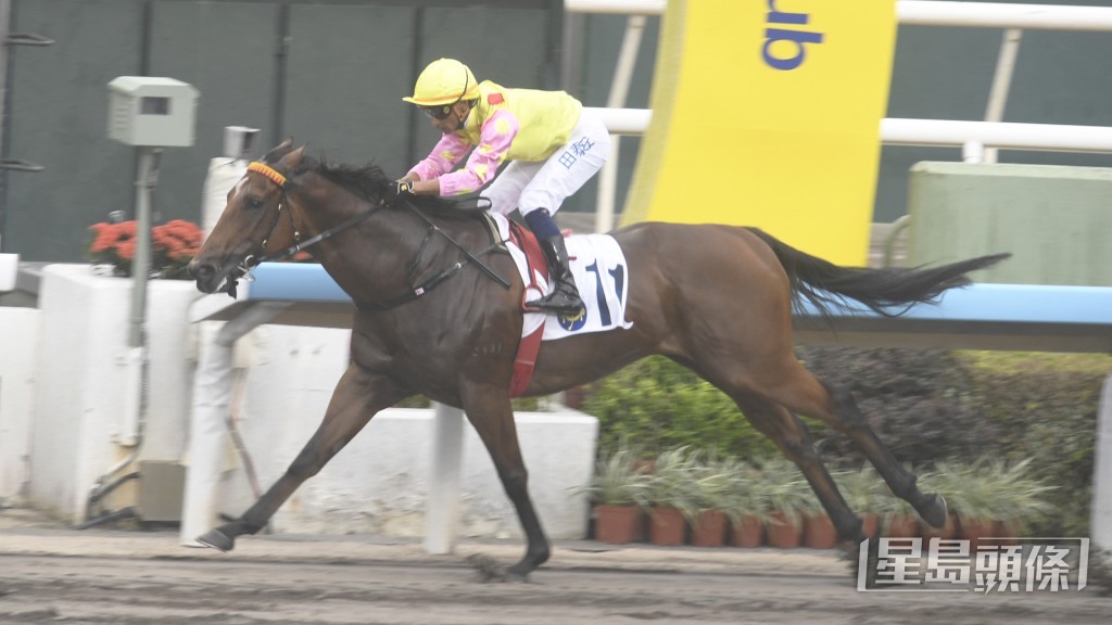 「升泷驹」在港赢出的五场头马，有四场是由田泰安操刀。