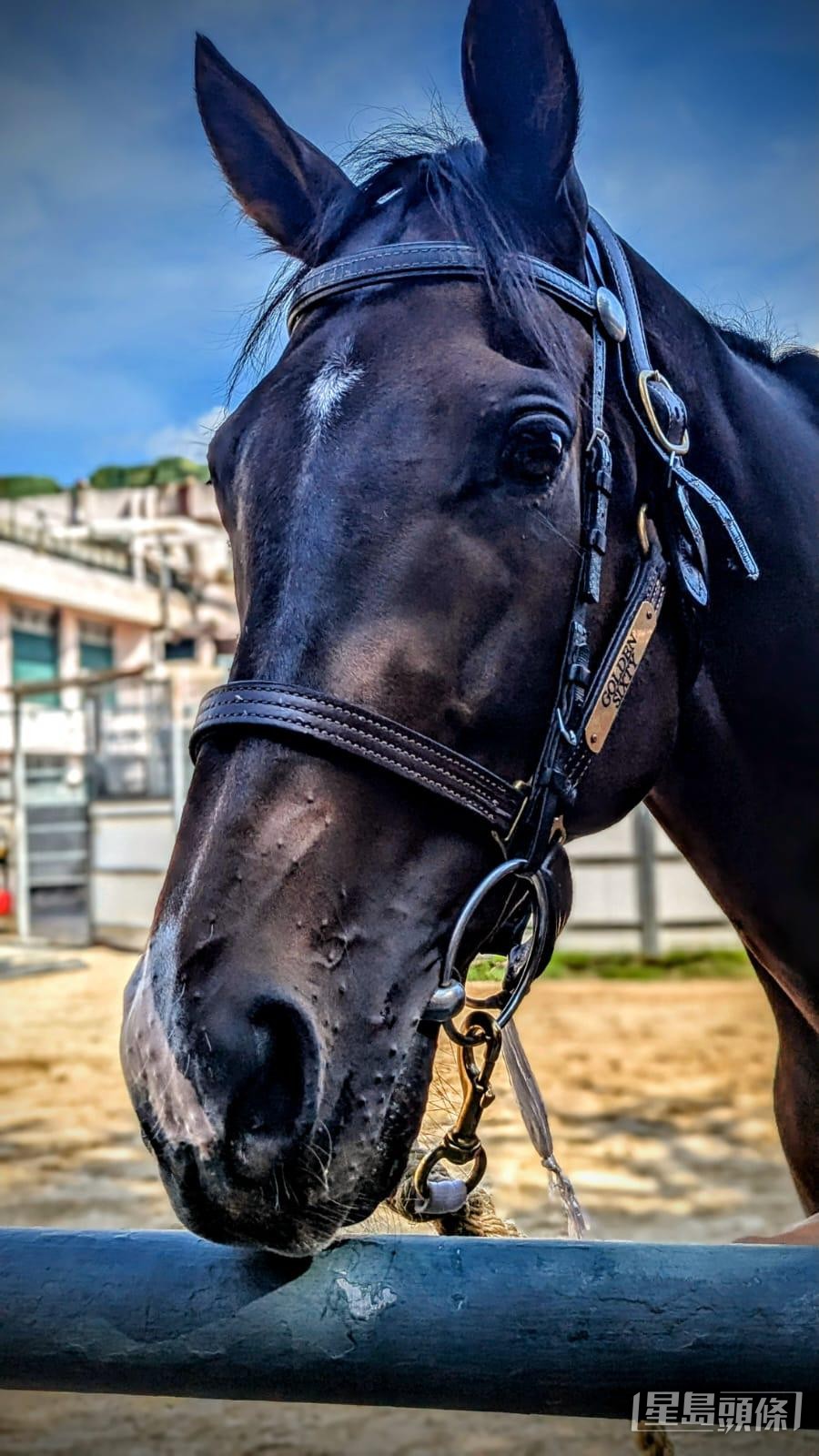 陳家樑分享了一些日前他親往呂健威馬房探望「金鎗六十」的相片。 陳家樑分享了一些日前他親往呂健威馬房探望「金鎗六十」的相片。