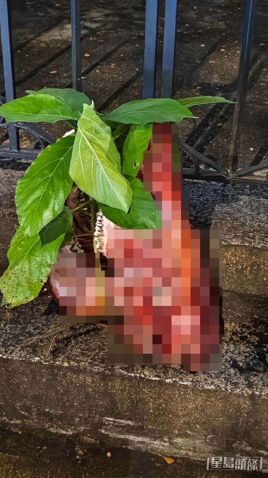 一個血淋淋的剝皮牛頭放在鐵閘對開。黃文威攝 一個血淋淋的剝皮牛頭放在鐵閘對開。黃文威攝