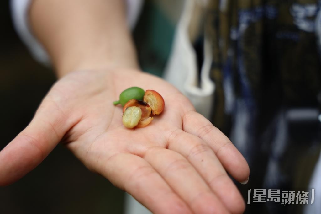 港大團隊種植咖啡,圖為咖啡豆。 港大團隊種植咖啡,圖為咖啡豆。