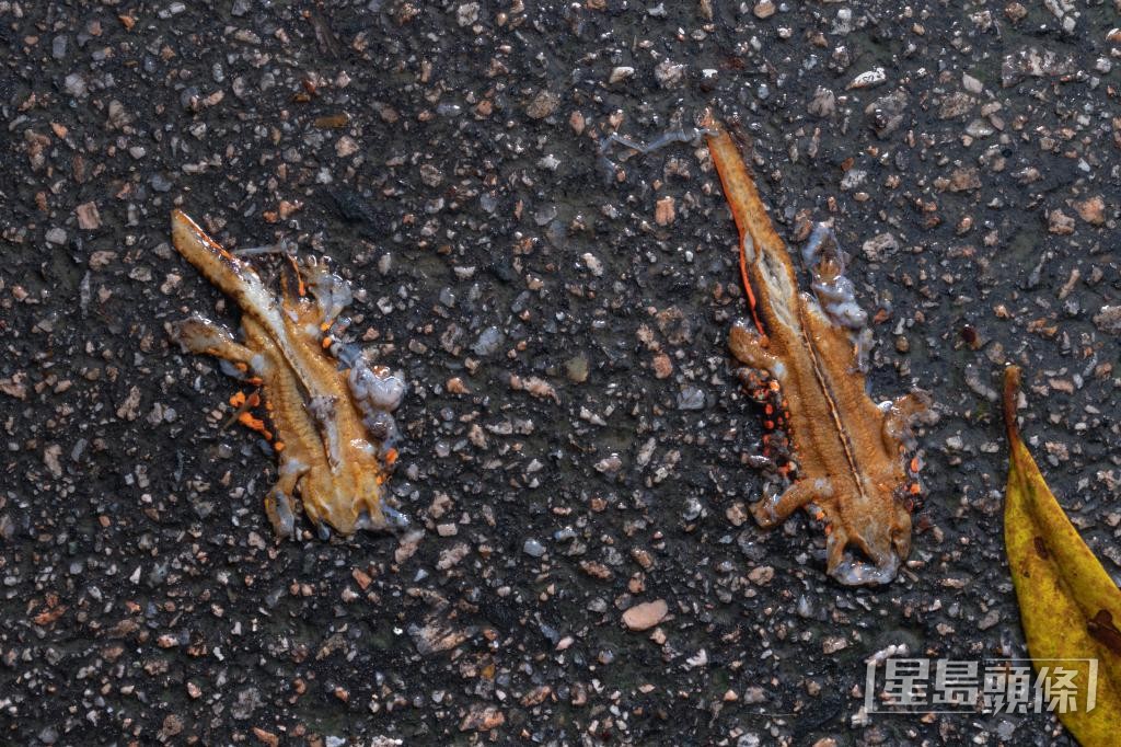 部分香港瘰螈被輾至爆肚而亡。 部分香港瘰螈被輾至爆肚而亡。