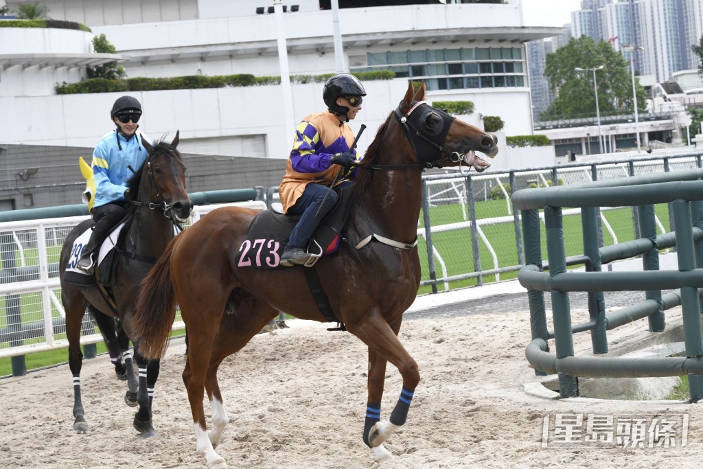  「準輝煌」力度充足暗火湧現，有進無退體力充沛。