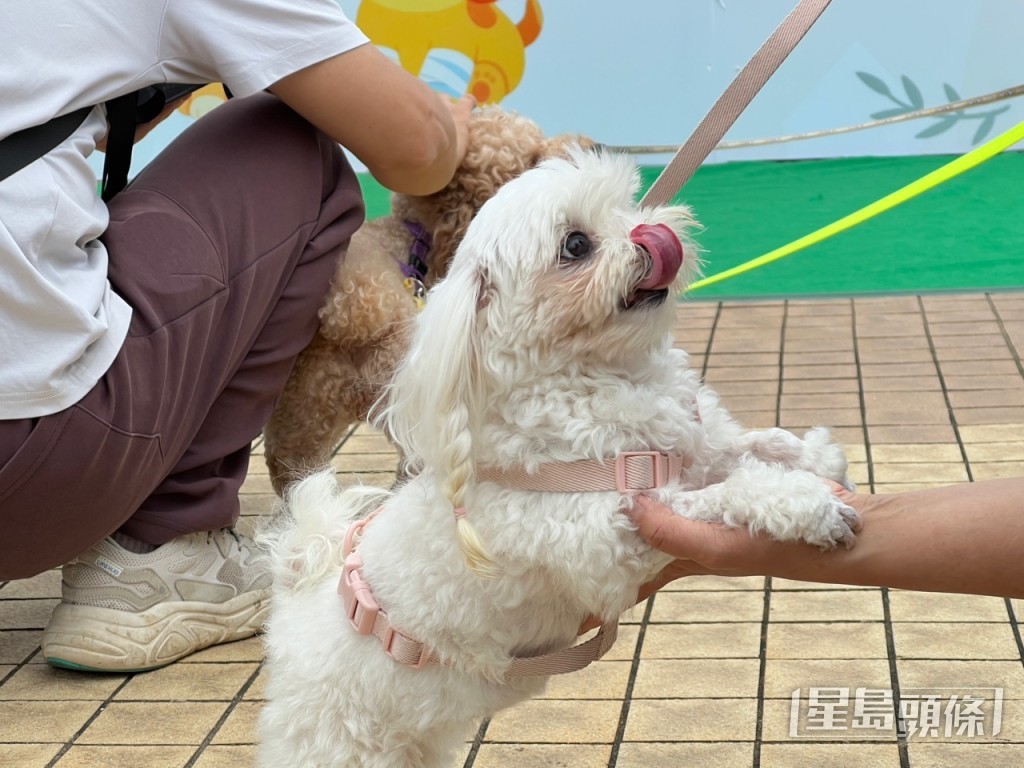 活動呼籲社會保護毛孩。曹露尹攝 活動呼籲社會保護毛孩。曹露尹攝