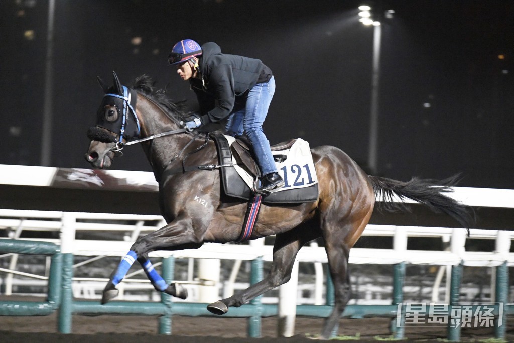 「金快飛飛」落腳爽朗有力，身壯肌肉起展。