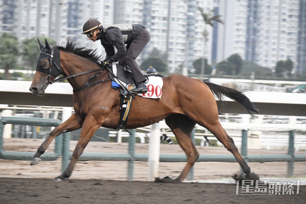 「金發盛世」馬身結實毛色潤澤，論態相當不俗。