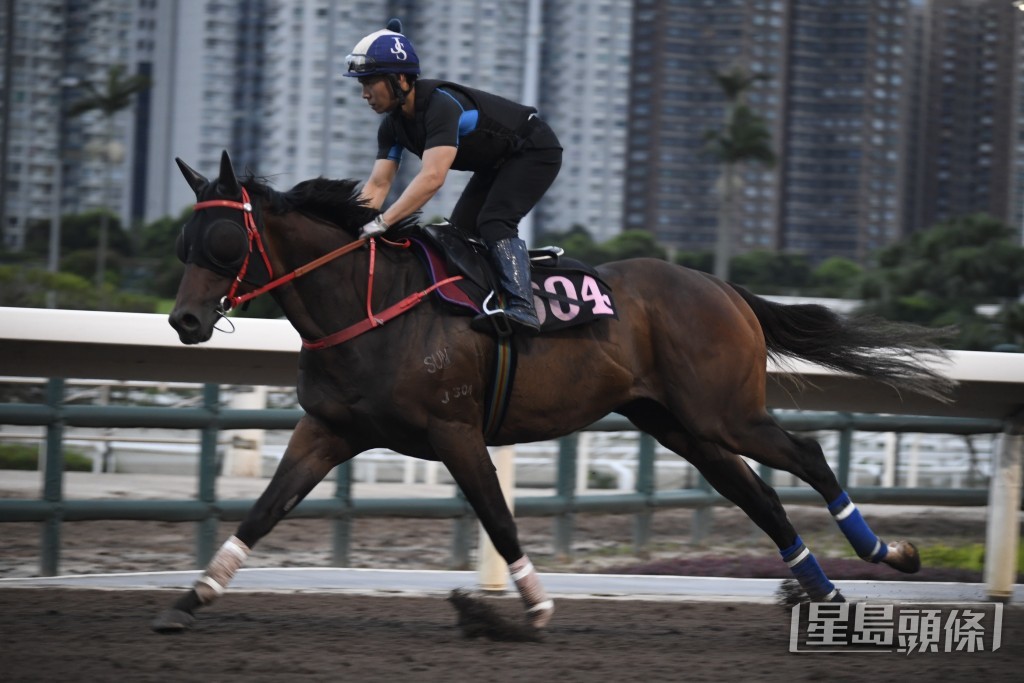 「獵寶勤」馬身越跑越實淨，多跑下有進步