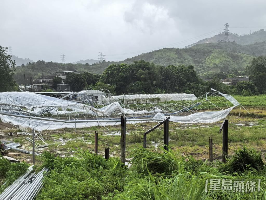 狂風暴雨下,有農戶的風雨棚遭吹塌。 受訪者提供 狂風暴雨下,有農戶的風雨棚遭吹塌。 受訪者提供