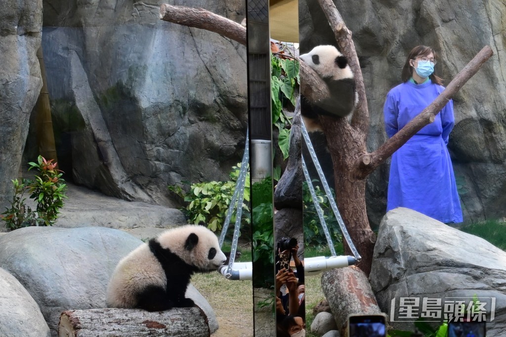 海洋公園大熊貓龍鳳胎「家姐細佬」今日( 16日）正式與公眾見面。劉駿軒攝