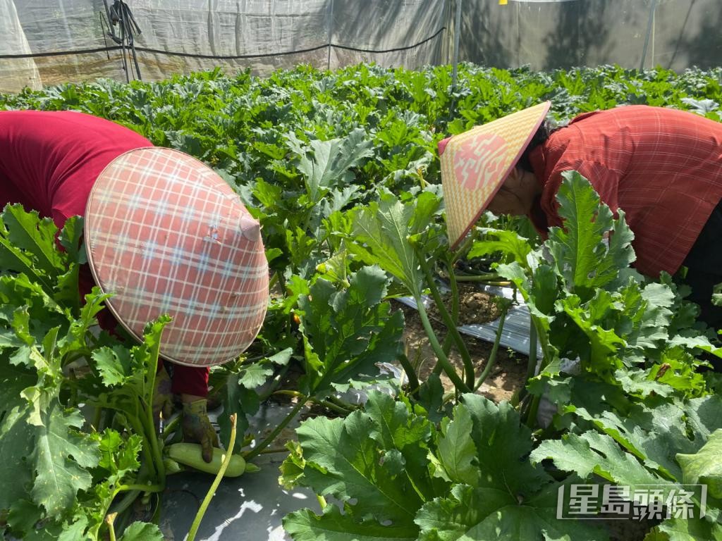 種植「無公害蔬菜」的農地位於清遠英德,佔地500畝。 種植「無公害蔬菜」的農地位於清遠英德,佔地500畝。