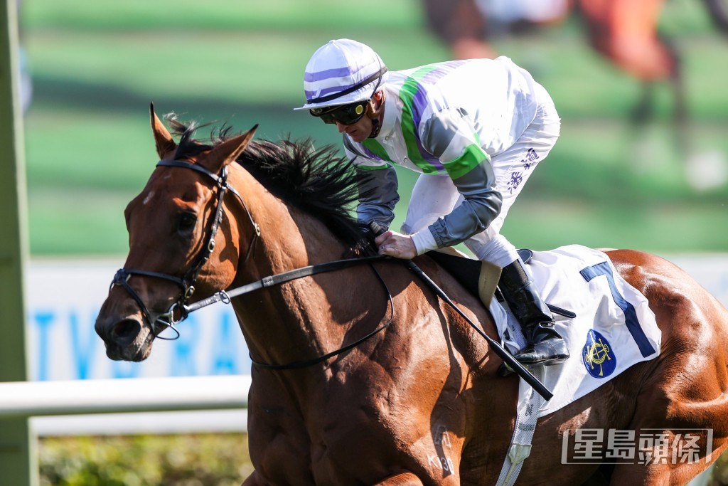 「光年魅力」是另一匹有望爭取入選寶馬香港打吡大賽的四歲新星。 「光年魅力」是另一匹有望爭取入選寶馬香港打吡大賽的四歲新星。