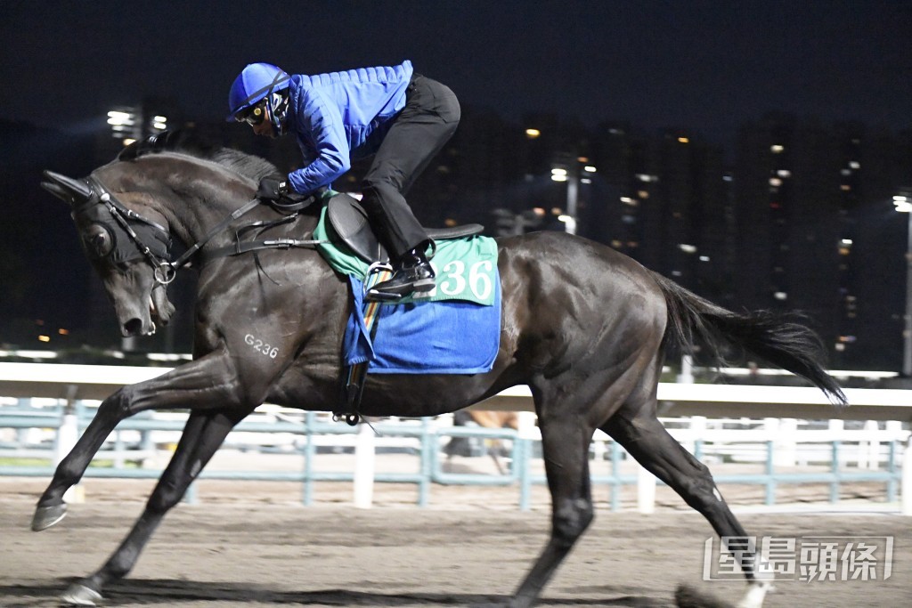 「安遇」双耳炯炯目光锐利，神生步爽充满霸气。