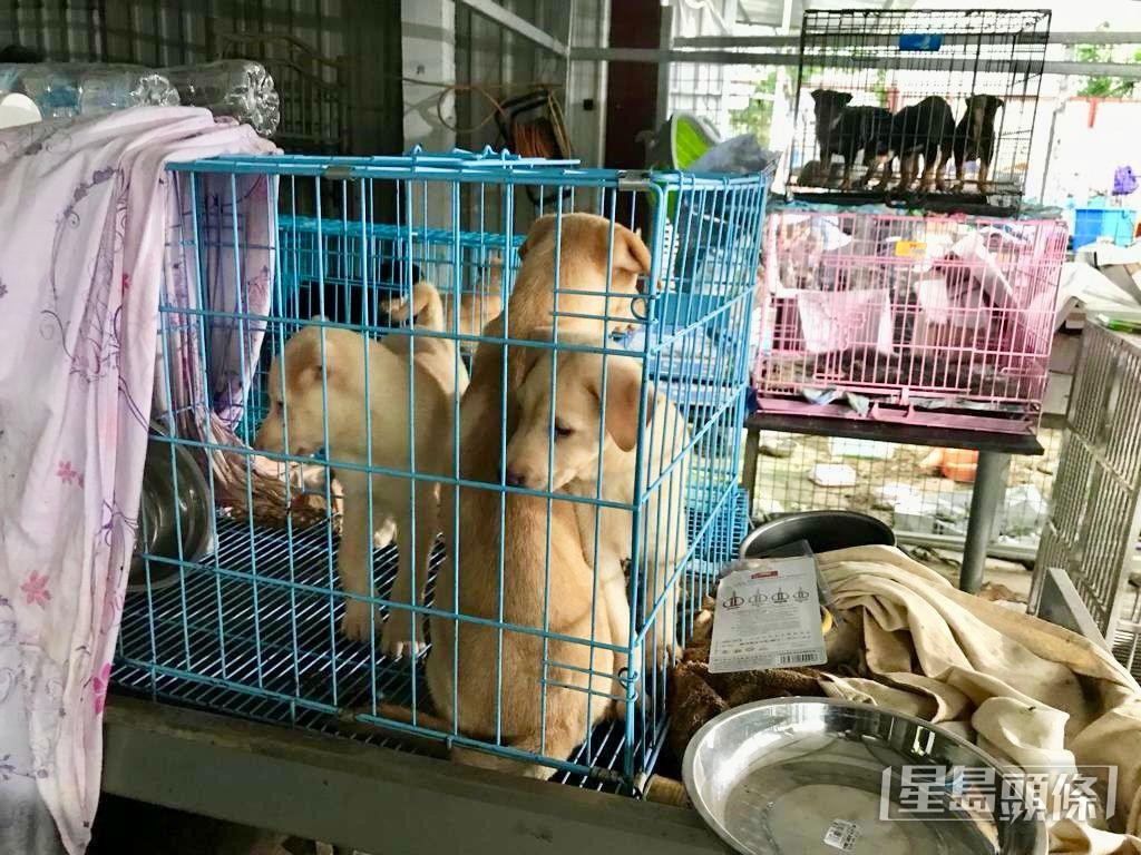 多隻犬隻被困於狹小鐵籠內。
