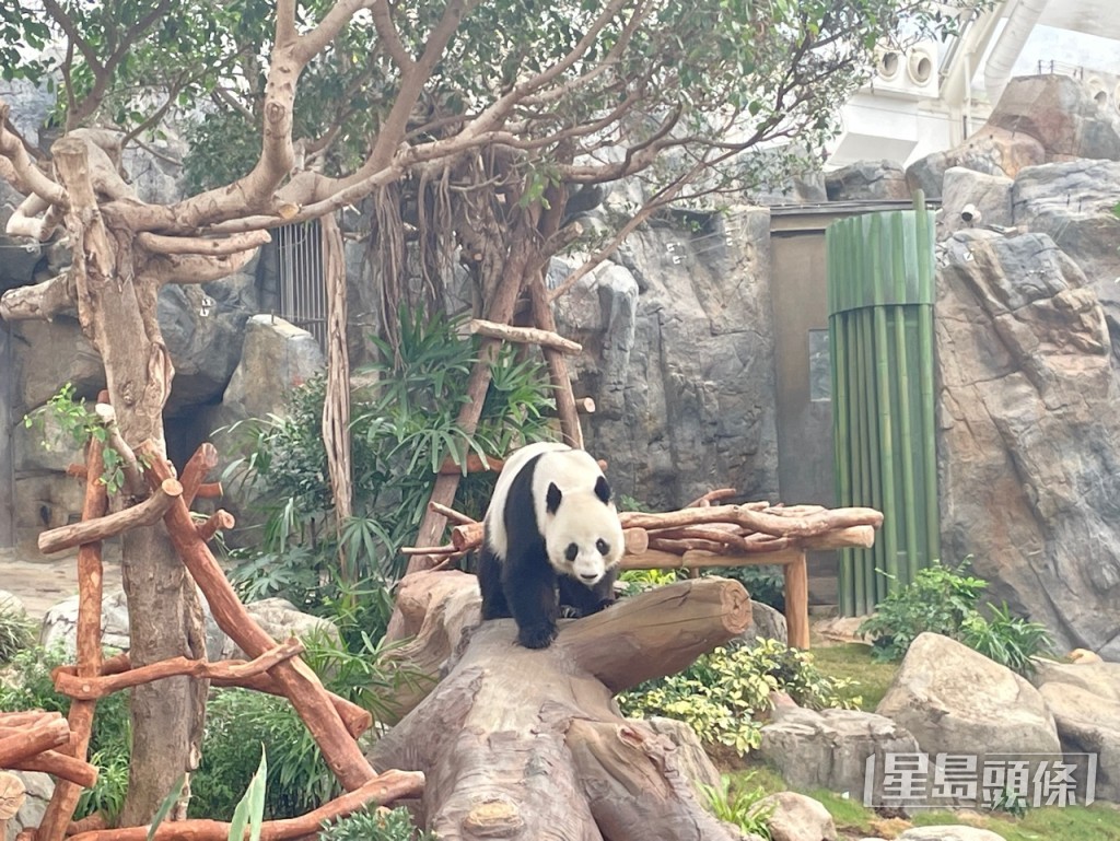 大熊貓爸爸「樂樂」亦在重新開放的「大熊貓之旅」展館再度與公眾見面。