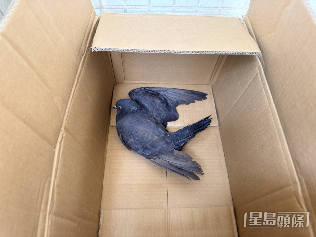 白鸽没有被剪脚。梁国峰摄 白鸽没有被剪脚。梁国峰摄